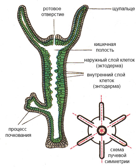 Кракен действующая ссылка